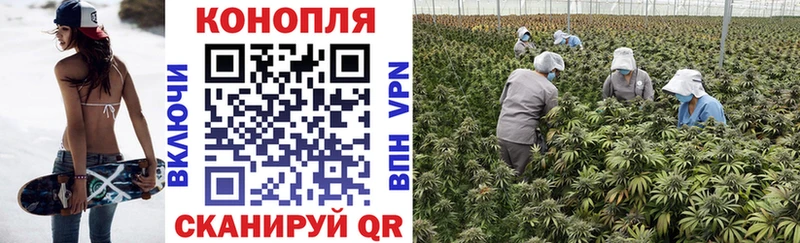 Конопля семена  магазин    Томари 